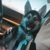 gsdmom221